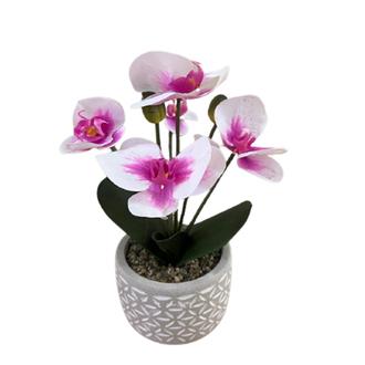 Objevi Soft Orkide - Pembe / Beyaz