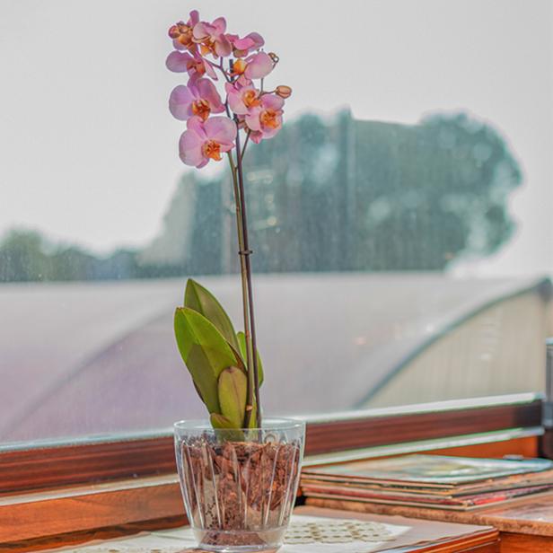  Serinova Orkide Saksısı - 1,5 Litre